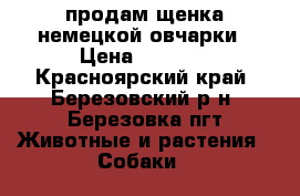 продам щенка немецкой овчарки › Цена ­ 5 000 - Красноярский край, Березовский р-н, Березовка пгт Животные и растения » Собаки   